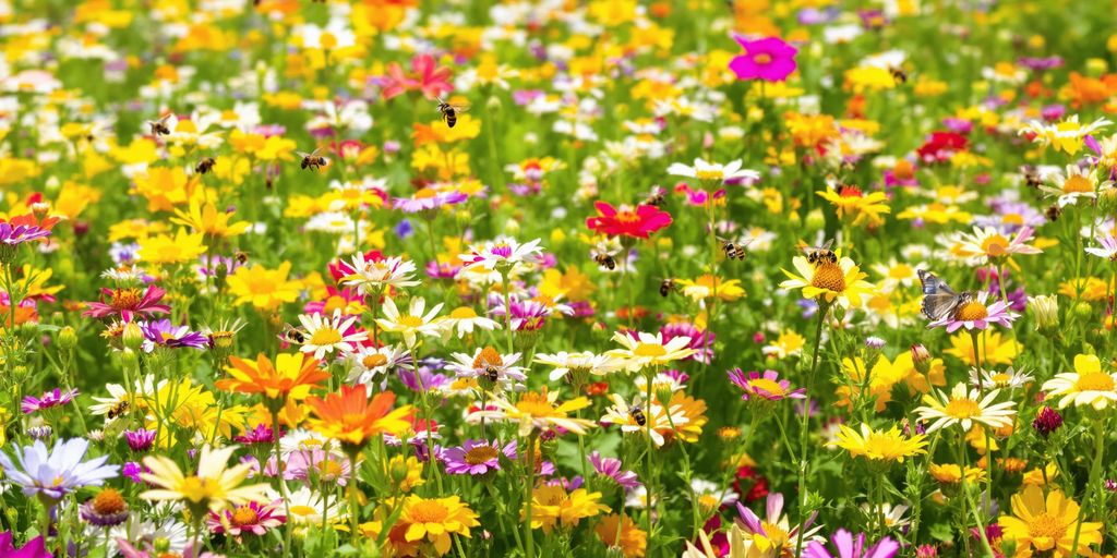 Bunte Wildblumenwiese mit summenden Bienen und Schmetterlingen.