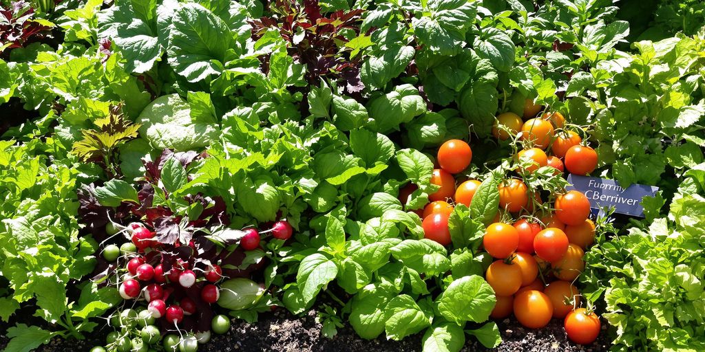 Hochbeet mit Gemüse und Kräutern im sonnigen Mai