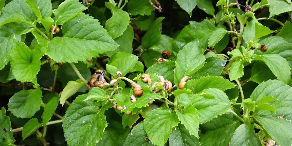 Schnecken auf grünen Pflanzen im Garten.