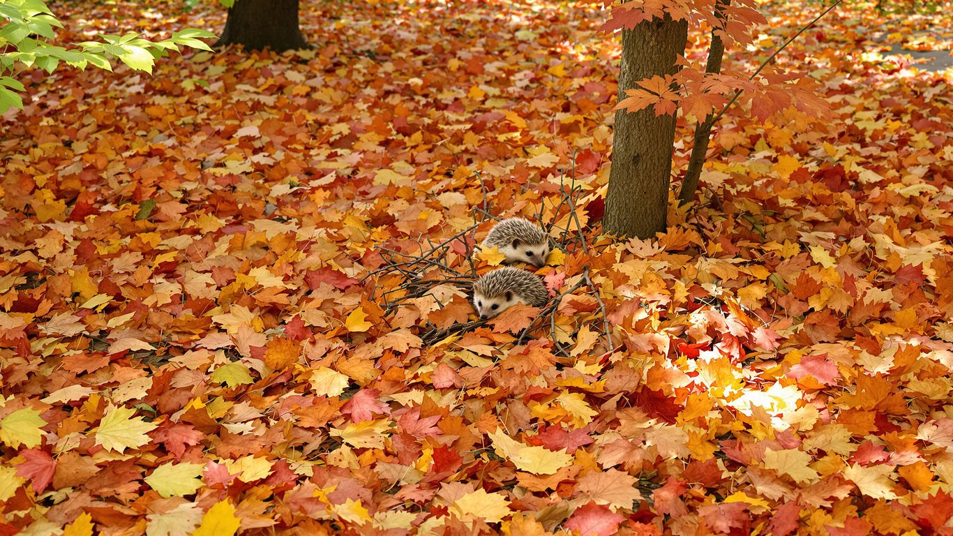 Igel im herbstlichen Garten mit Laub und Zweigen