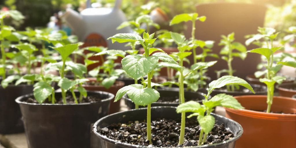Junge Gemüsepflanzen in Töpfen stehen draußen im Garten.