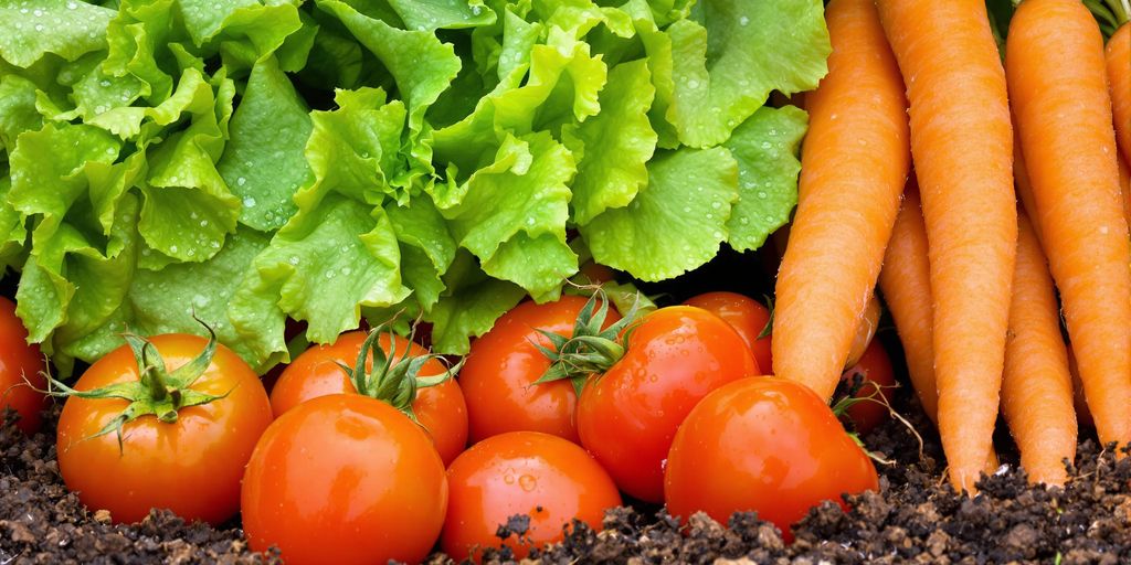 Reifes Gemüse im Garten, erntebereit