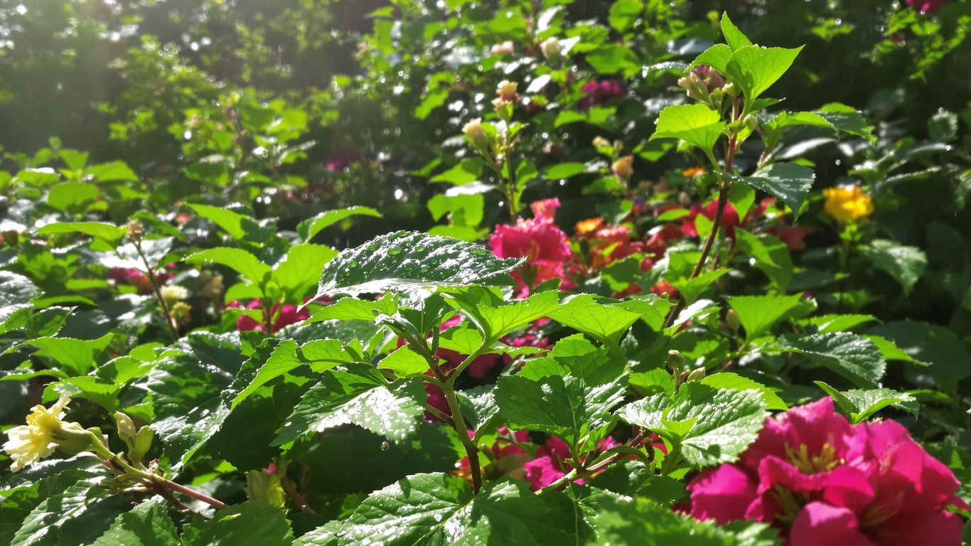 Gartenpflanzen mit Wassertropfen im Sonnenlicht