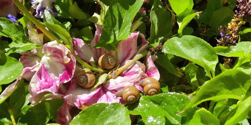 Schnecken im Garten