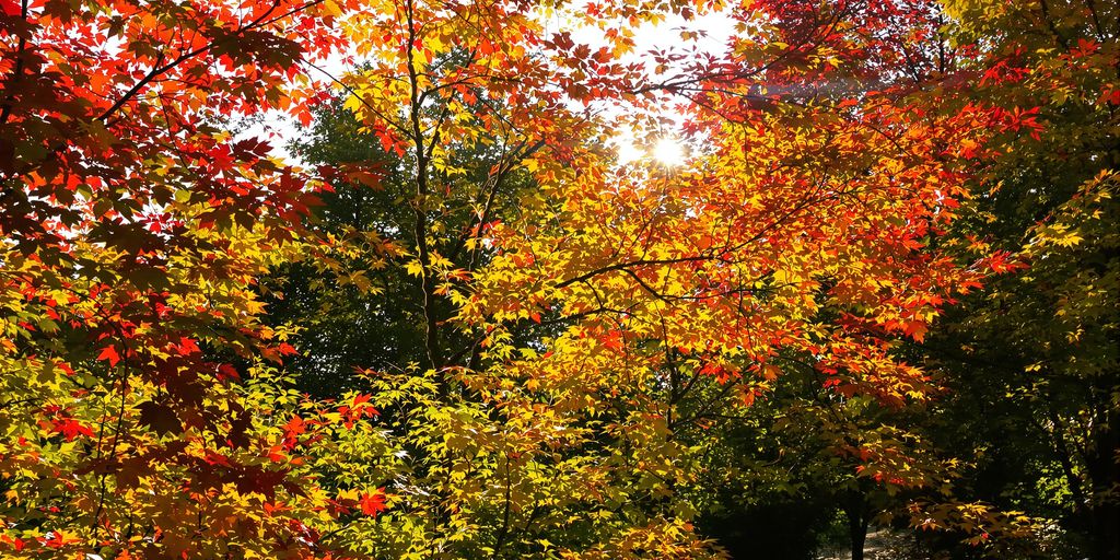 Herbstliche Bäume im Garten mit bunten Blättern.
