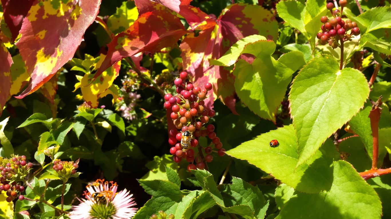 Garten im September mit Blumen, Beeren und Insekten
