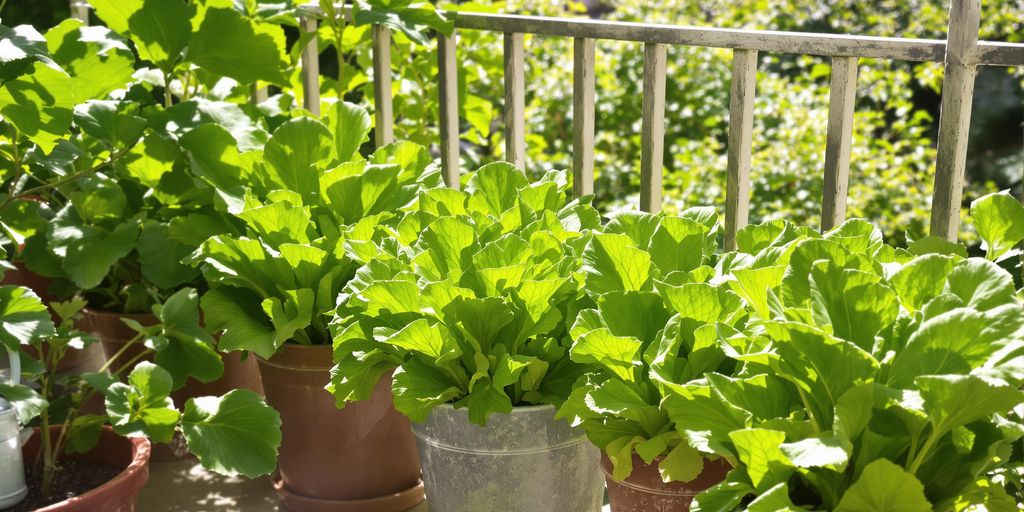 Frische Salatpflanzen in Töpfen auf einem sonnigen Balkon