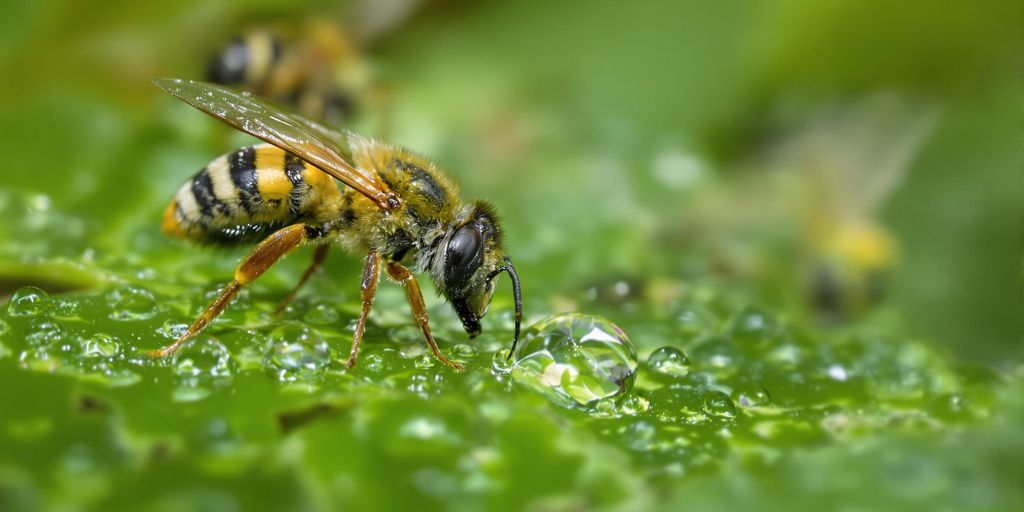 Bienen und Insekten trinken Wasser von Blättern