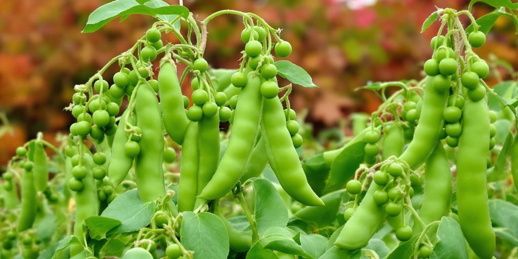 Zuckererbsenranken mit reifen Schoten im Herbst.