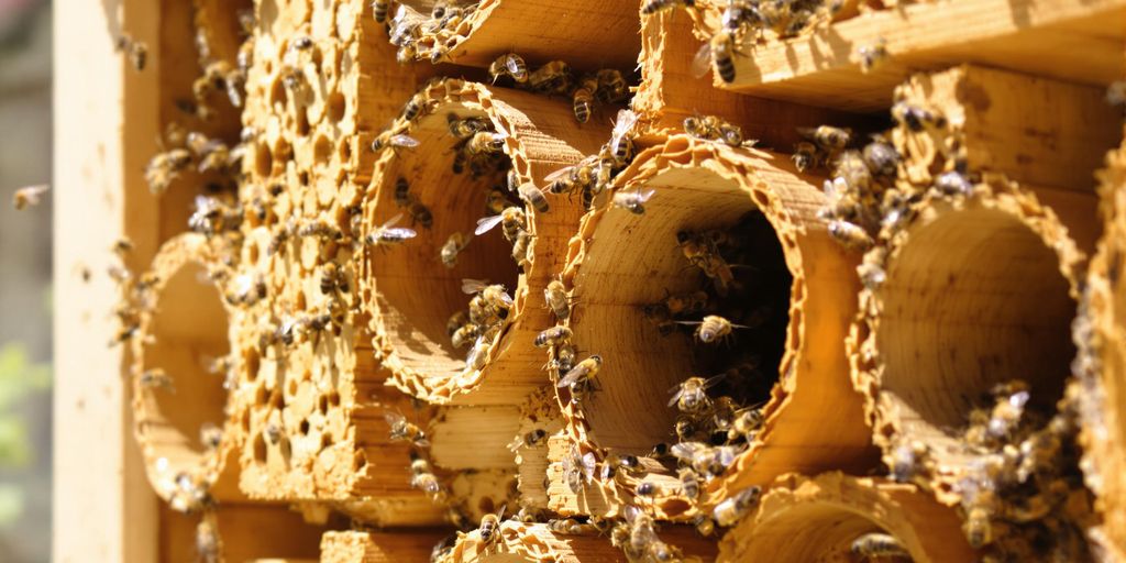 Nahaufnahme: Insektenhotel mit Bienen, detaillierte Textur.