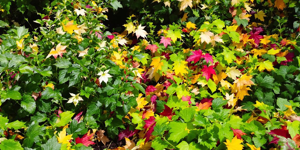 Gartenarbeit im September: Herbstliche Pflanzenpflege und Ernte.