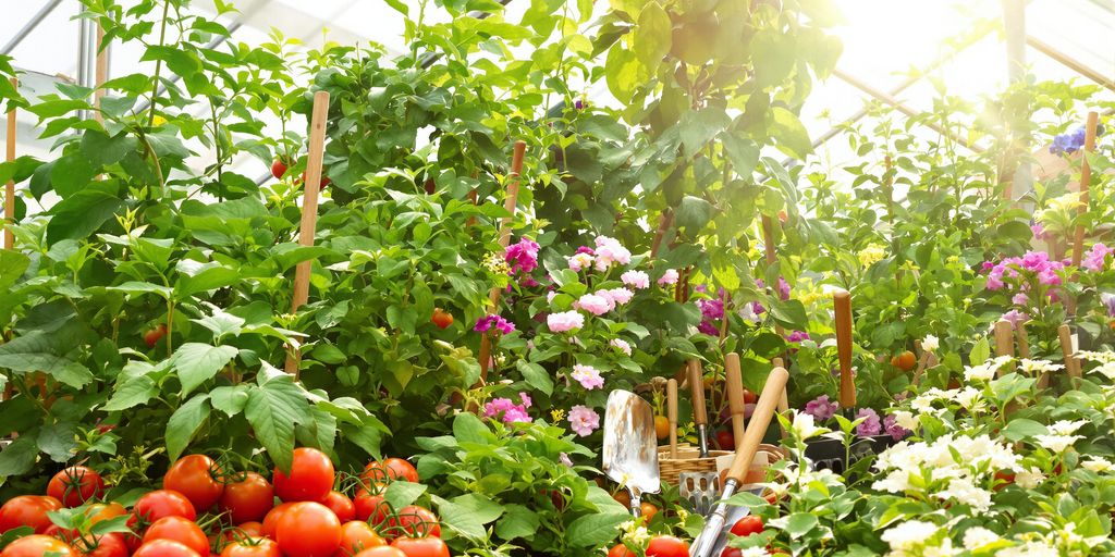 Gewächshaus mit Pflanzen und Tomaten im September