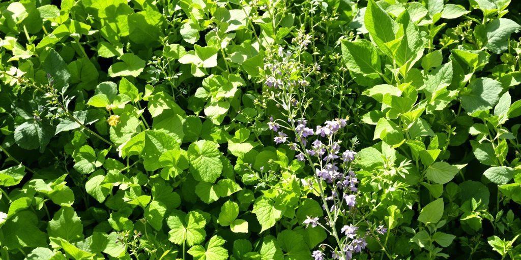 Frische Kräuter im Septemberlicht.