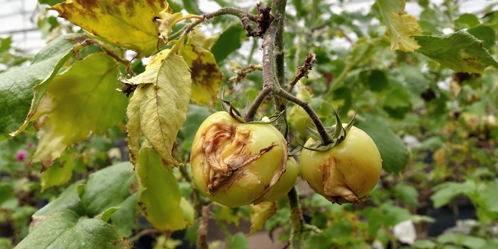 Kranke Tomatenpflanze im Gewächshaus