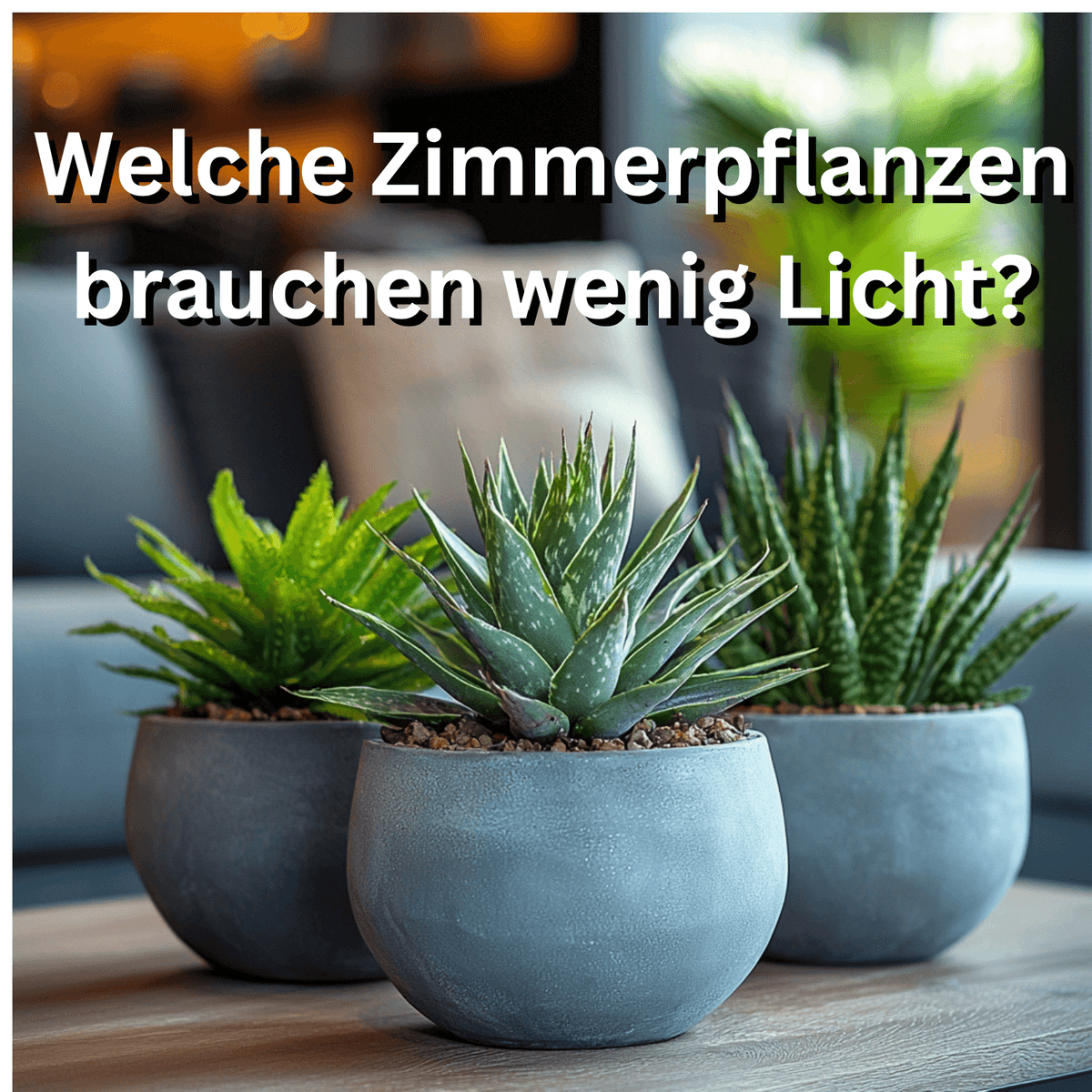 Welche zimmerpflanzen brauchen wenig licht?  Sustania